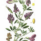 Alfalfa Powder (Organic)