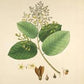 Copal Resin (Responsibly Wildcrafted)
