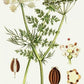 Cumin Seed Powder (Organic)