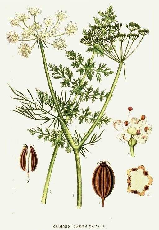 Cumin Seed Powder (Organic)